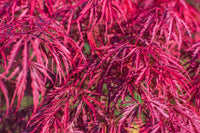 10 Red Dwarf Japanese LACELEAF MAPLE Tree Lace Blood Acer Palmatum Atropurpureum Dissectum Shrub Seeds