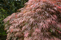 10 Red Dwarf Japanese LACELEAF MAPLE Tree Lace Blood Acer Palmatum Atropurpureum Dissectum Shrub Seeds