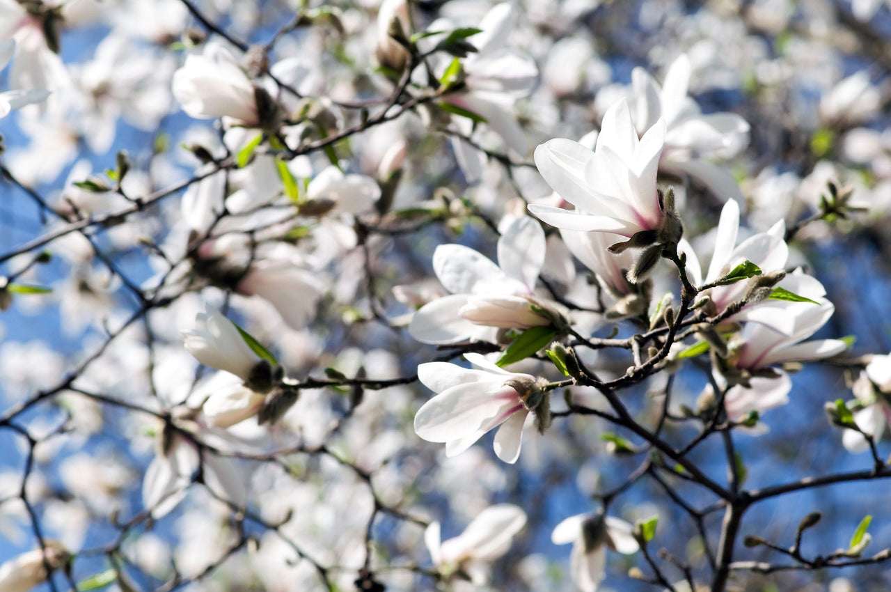 10 KOBUS MAGNOLIA TREE aka Japanese Magnolia or Kobushi - White Pink 4" Fragrant Flower Seeds