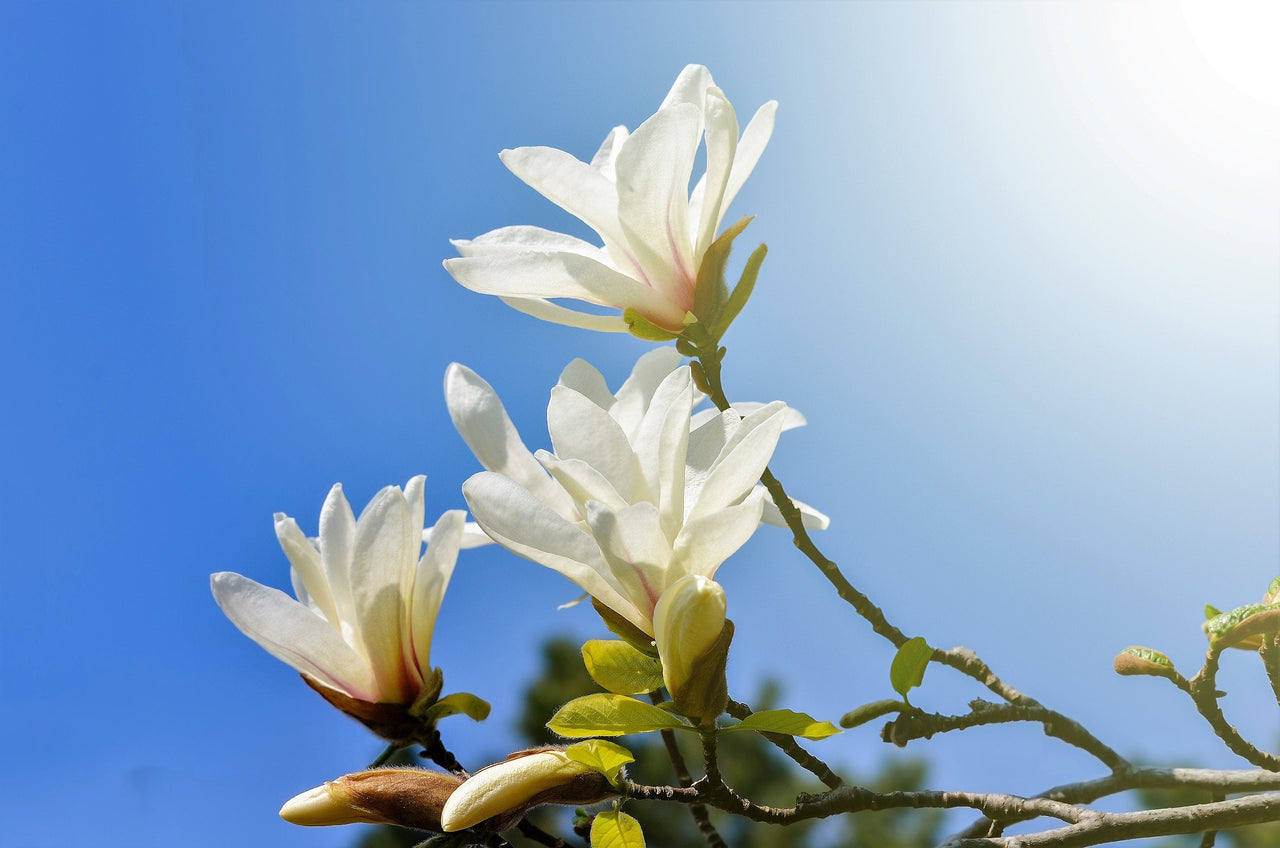 10 KOBUS MAGNOLIA TREE aka Japanese Magnolia or Kobushi - White Pink 4" Fragrant Flower Seeds