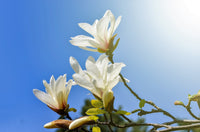 10 KOBUS MAGNOLIA TREE aka Japanese Magnolia or Kobushi - White Pink 4