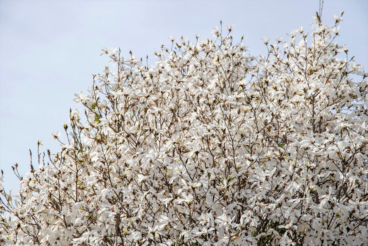10 KOBUS MAGNOLIA TREE aka Japanese Magnolia or Kobushi - White Pink 4" Fragrant Flower Seeds