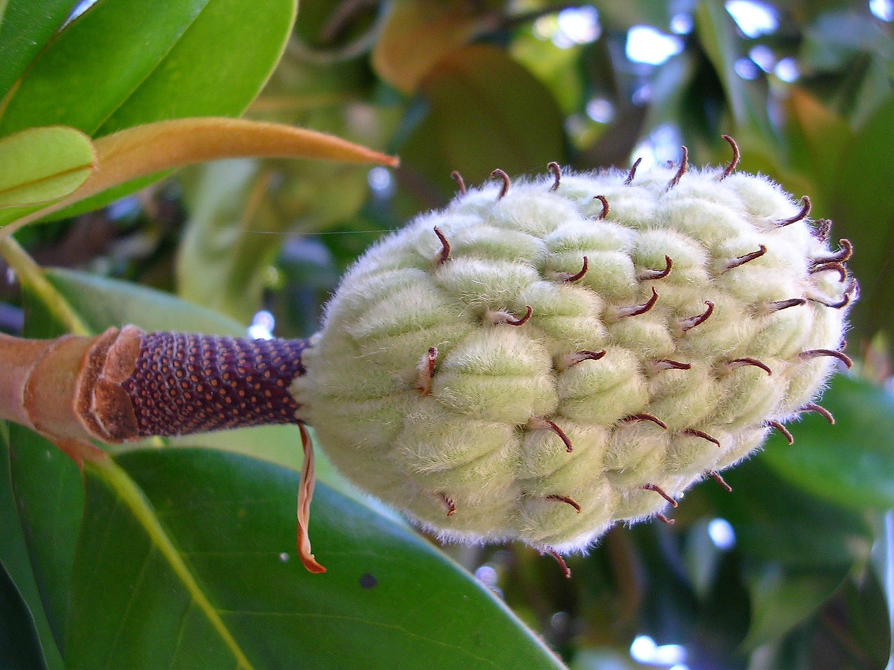 10 SWEETBAY MAGNOLIA Virginiana TREE Shrub Native Sweet Bay, White Bay, Laurel Magnolia - White 3" Fragrant Flower Seeds