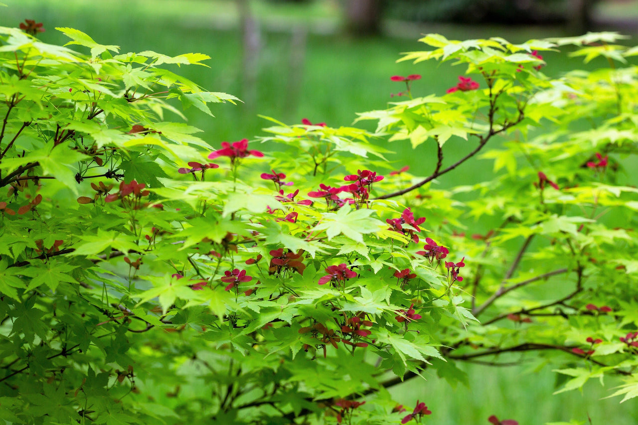 20 GREEN JAPANESE MAPLE Tree Ornamental Acer Palmatum Palmate Maple Yellow Fall Color Red Flower Seeds
