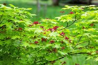 20 GREEN JAPANESE MAPLE Tree Ornamental Acer Palmatum Palmate Maple Yellow Fall Color Red Flower Seeds