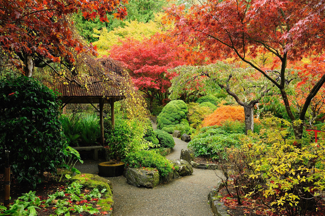 20 GREEN JAPANESE MAPLE Tree Ornamental Acer Palmatum Palmate Maple Yellow Fall Color Red Flower Seeds