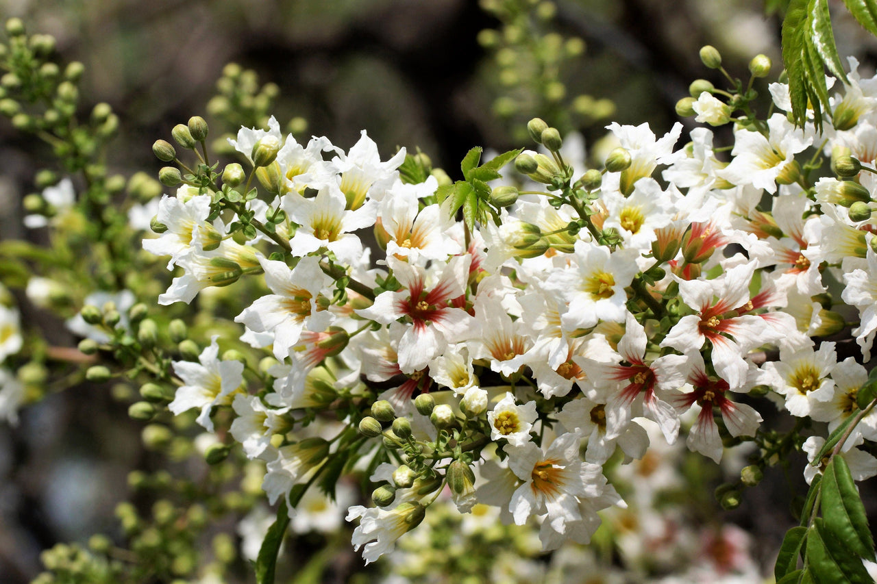 5 YELLOWHORN TREE Xanthoceras Sorbifolium aka Goldenhorn, Raintree, Chinese Flowering Chestnut - White Yellow Red Fragrant Flower Seeds