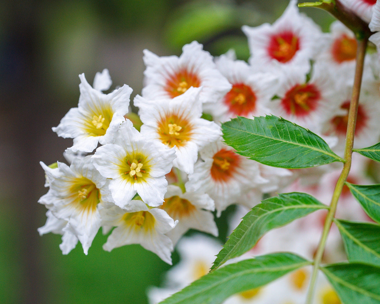 5 YELLOWHORN TREE Xanthoceras Sorbifolium aka Goldenhorn, Raintree, Chinese Flowering Chestnut - White Yellow Red Fragrant Flower Seeds