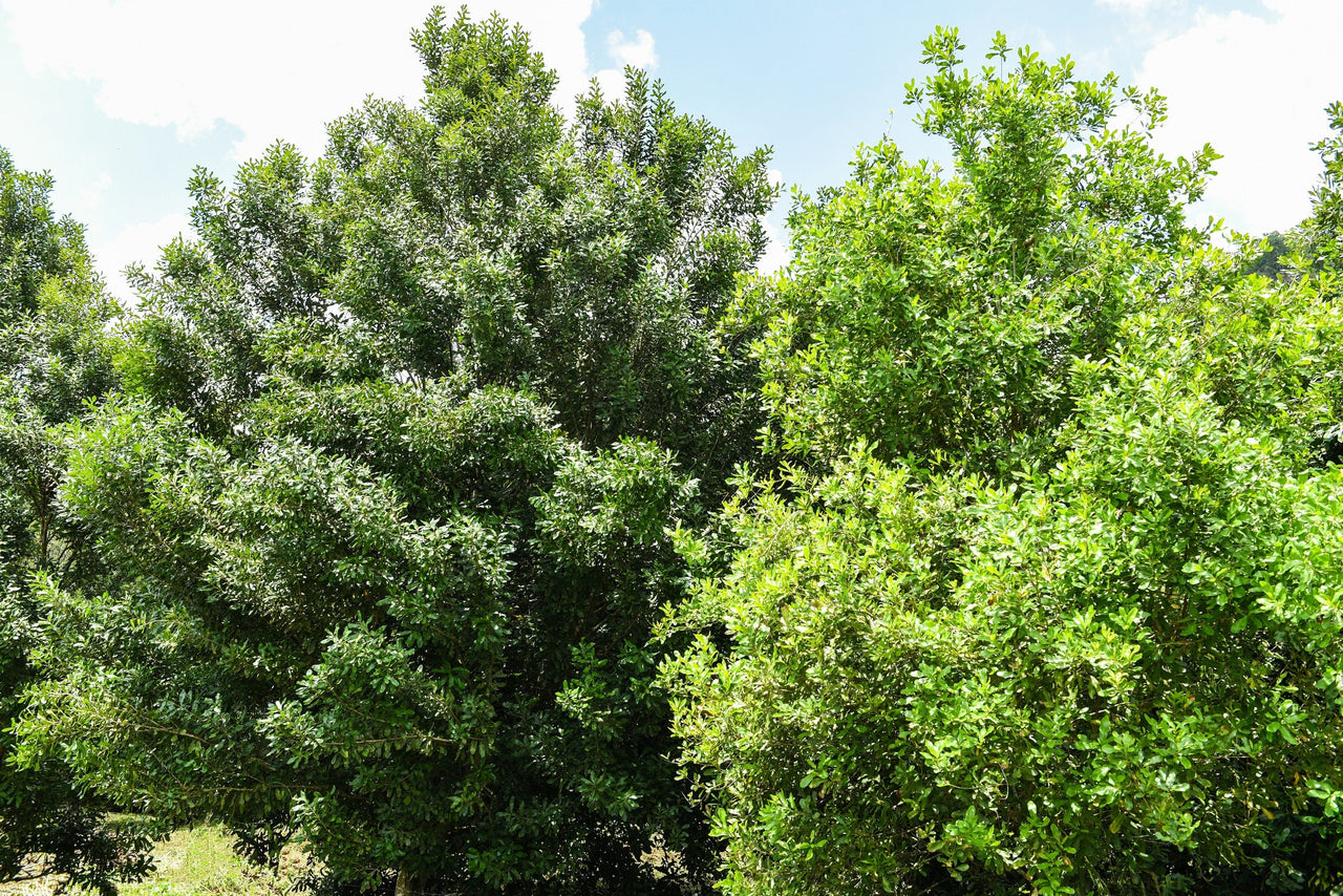 5 MACADAMIA NUT Tree Macadamia Integrifolia Brown Shell Beige Nut Fruit White & Pink Flower Seeds