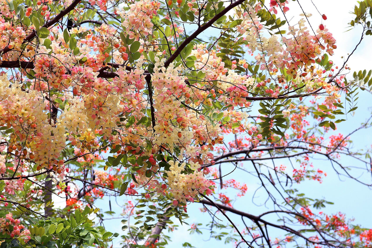 5 PINK SHOWER TREE Cassia Javanica aka Rainbow Shower & Apple Blossom Tree Two Tone Pink, White, Yellow Flower Seeds