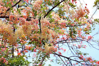 5 PINK SHOWER TREE Cassia Javanica aka Rainbow Shower & Apple Blossom Tree Two Tone Pink, White, Yellow Flower Seeds