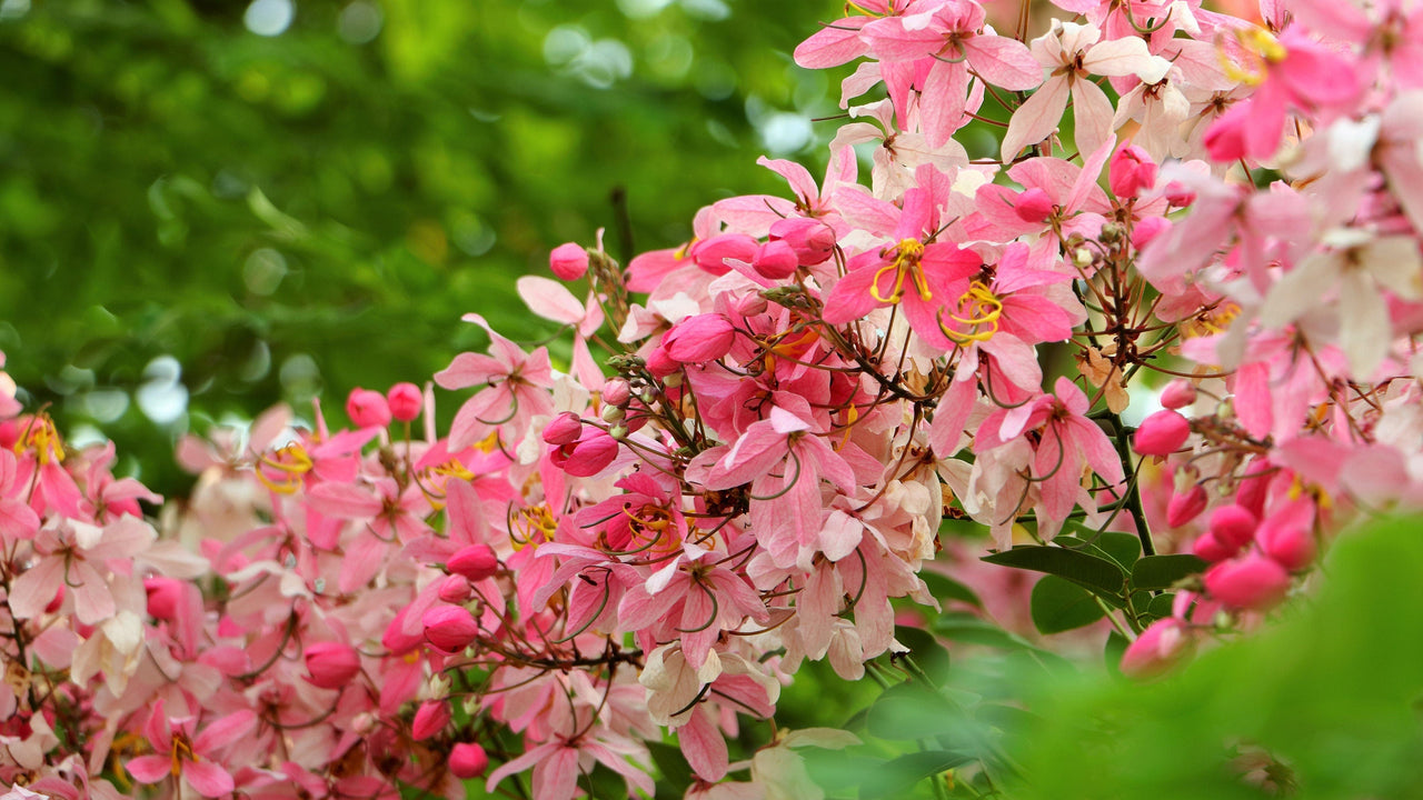 5 PINK SHOWER TREE Cassia Javanica aka Rainbow Shower & Apple Blossom Tree Two Tone Pink, White, Yellow Flower Seeds