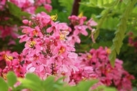 5 PINK SHOWER TREE Cassia Javanica aka Rainbow Shower & Apple Blossom Tree Two Tone Pink, White, Yellow Flower Seeds