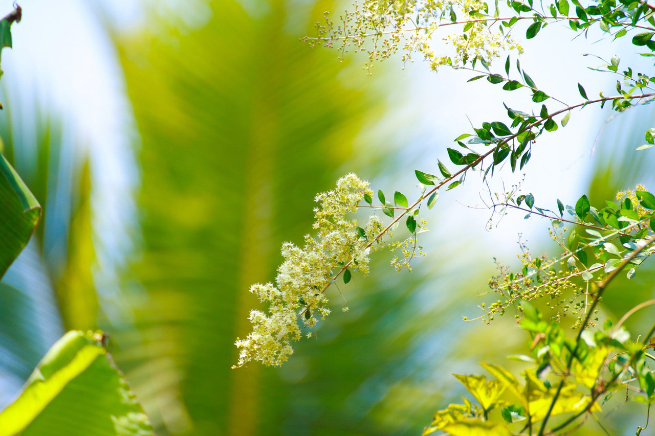 40 WHITE FLOWERING HENNA Tree Lawsonia Inermis var. Alba Dye Plant Tattoo Flower Seeds