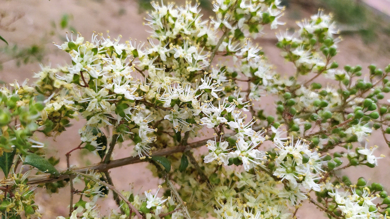 40 WHITE FLOWERING HENNA Tree Lawsonia Inermis var. Alba Dye Plant Tattoo Flower Seeds