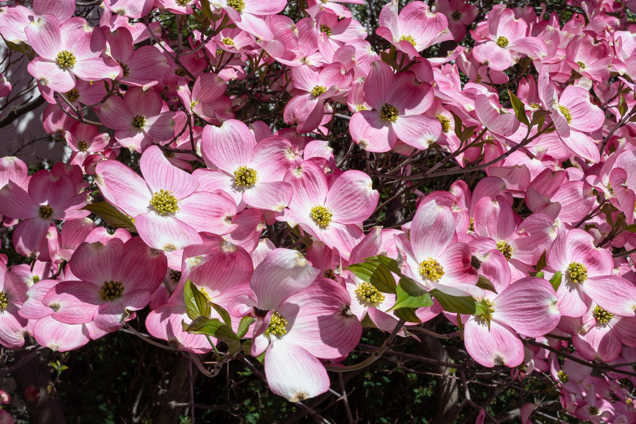 5 PINK FLOWERING DOGWOOD Tree Cornus Florida Rubra Native Ornamental Tree Seeds