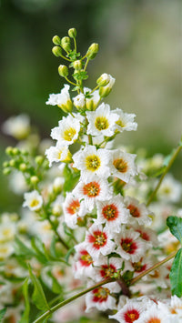 5 YELLOWHORN TREE Xanthoceras Sorbifolium aka Goldenhorn, Raintree, Chinese Flowering Chestnut - White Yellow Red Fragrant Flower Seeds