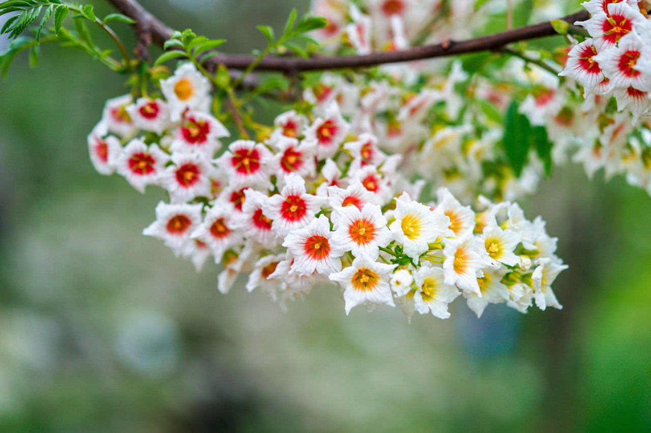5 YELLOWHORN TREE Xanthoceras Sorbifolium aka Goldenhorn, Raintree, Chinese Flowering Chestnut - White Yellow Red Fragrant Flower Seeds