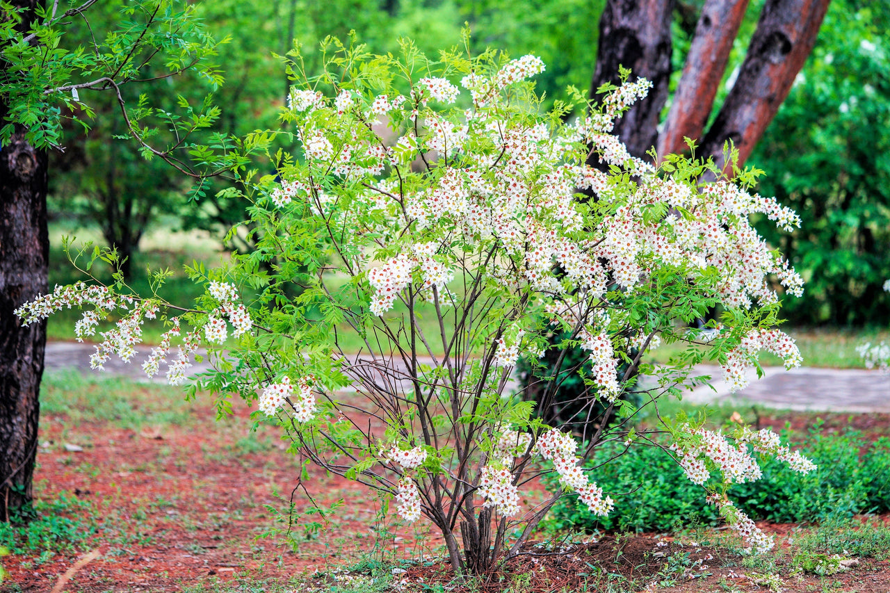 5 YELLOWHORN TREE Xanthoceras Sorbifolium aka Goldenhorn, Raintree, Chinese Flowering Chestnut - White Yellow Red Fragrant Flower Seeds