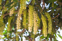 5 MACADAMIA NUT Tree Macadamia Integrifolia Brown Shell Beige Nut Fruit White & Pink Flower Seeds