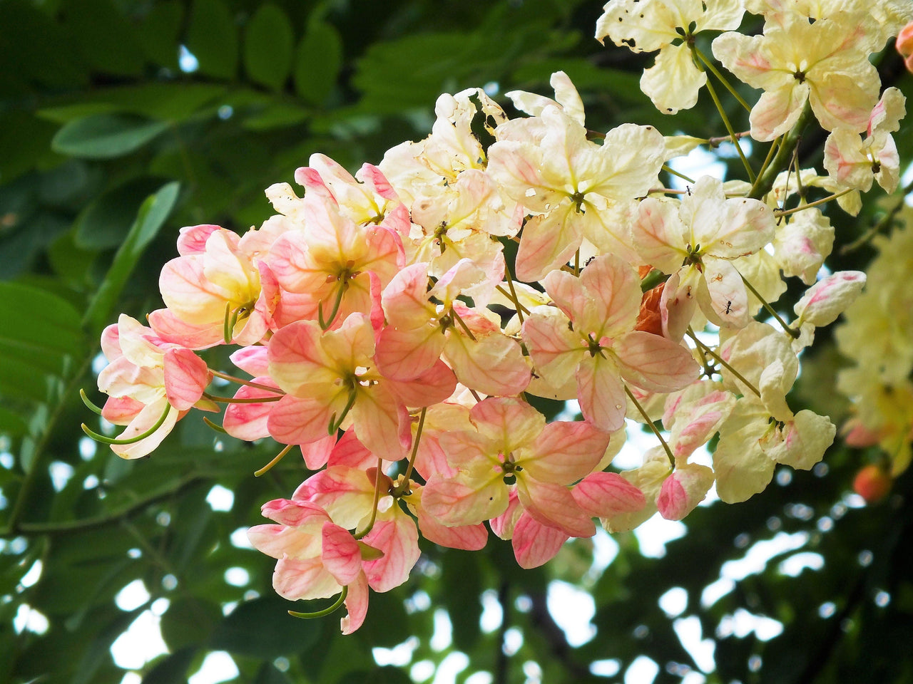 5 PINK SHOWER TREE Cassia Javanica aka Rainbow Shower & Apple Blossom Tree Two Tone Pink, White, Yellow Flower Seeds