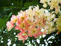 5 PINK SHOWER TREE Cassia Javanica aka Rainbow Shower & Apple Blossom Tree Two Tone Pink, White, Yellow Flower Seeds