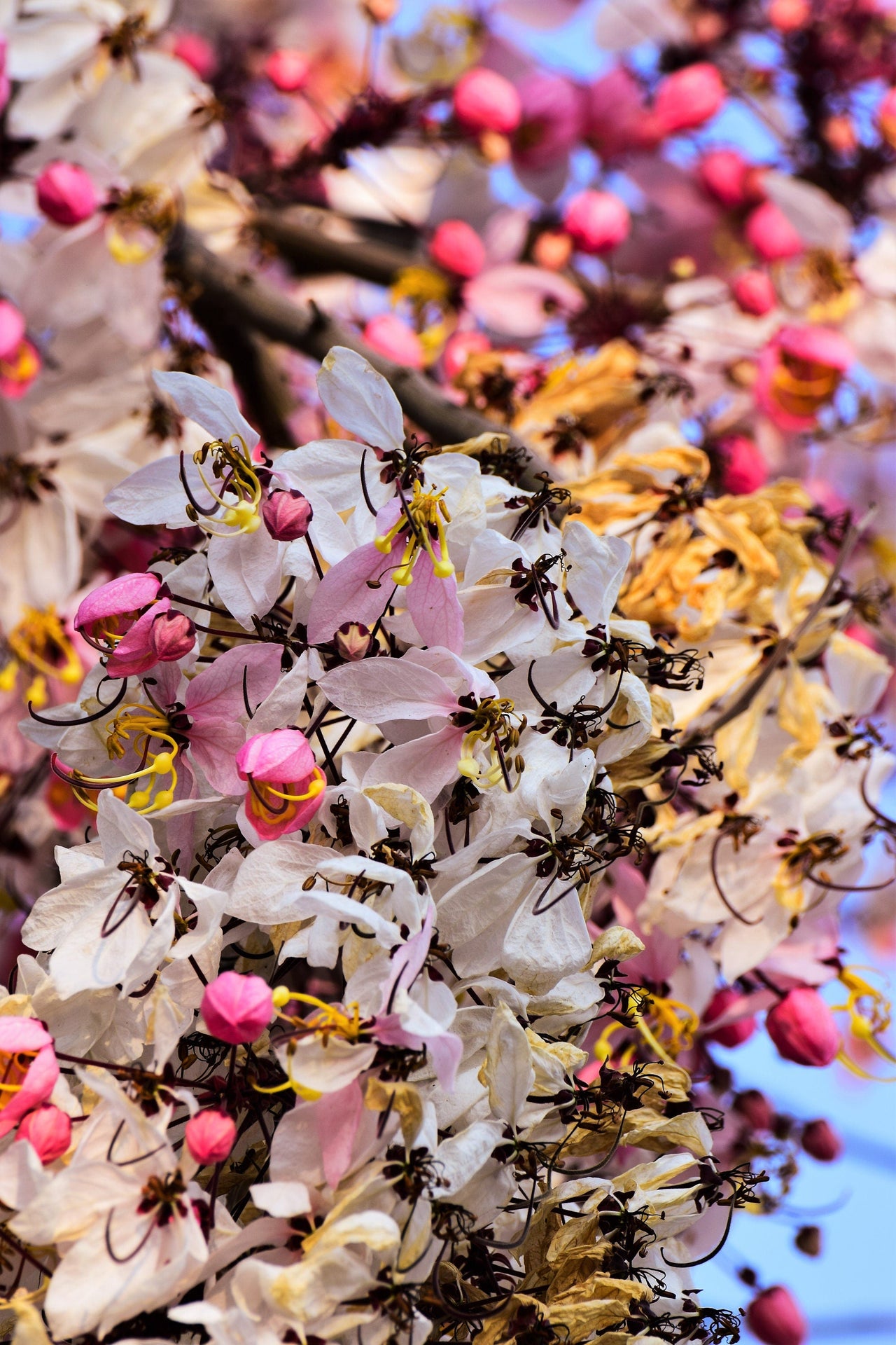 5 PINK SHOWER TREE Cassia Javanica aka Rainbow Shower & Apple Blossom Tree Two Tone Pink, White, Yellow Flower Seeds