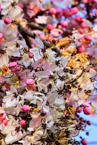 5 PINK SHOWER TREE Cassia Javanica aka Rainbow Shower & Apple Blossom Tree Two Tone Pink, White, Yellow Flower Seeds