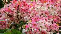 5 PINK SHOWER TREE Cassia Javanica aka Rainbow Shower & Apple Blossom Tree Two Tone Pink, White, Yellow Flower Seeds