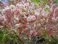 5 PINK SHOWER TREE Cassia Javanica aka Rainbow Shower & Apple Blossom Tree Two Tone Pink, White, Yellow Flower Seeds