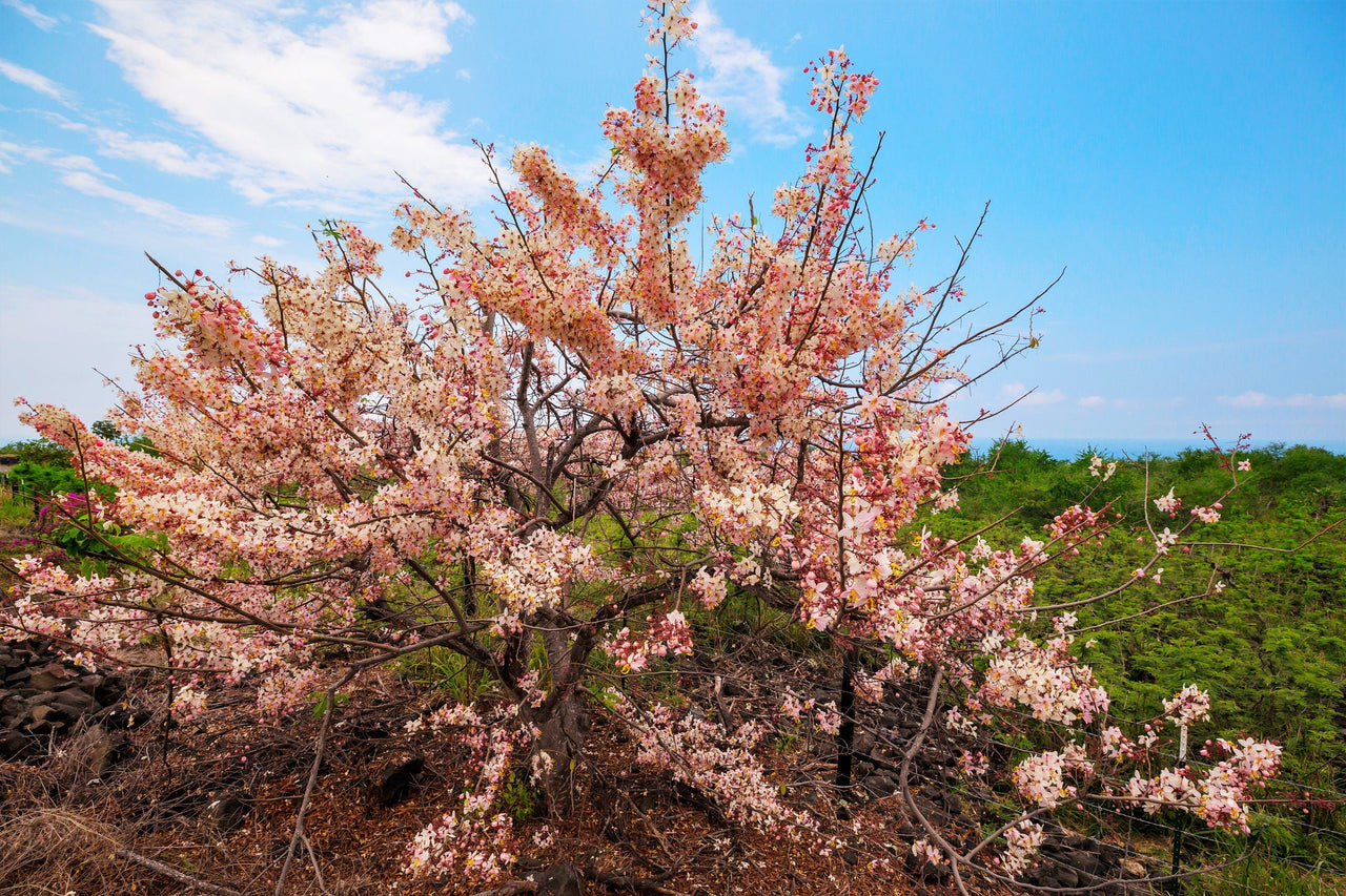5 PINK SHOWER TREE Cassia Javanica aka Rainbow Shower & Apple Blossom Tree Two Tone Pink, White, Yellow Flower Seeds