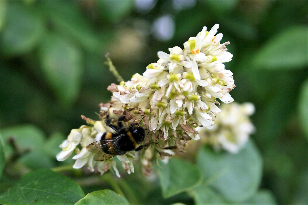 10 AMUR MAACKIA Cladrastis Amurensis Tree Ornamental White Flower Legume Seeds