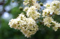 40 WHITE FLOWERING HENNA Tree Lawsonia Inermis var. Alba Dye Plant Tattoo Flower Seeds