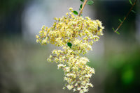 40 WHITE FLOWERING HENNA Tree Lawsonia Inermis var. Alba Dye Plant Tattoo Flower Seeds