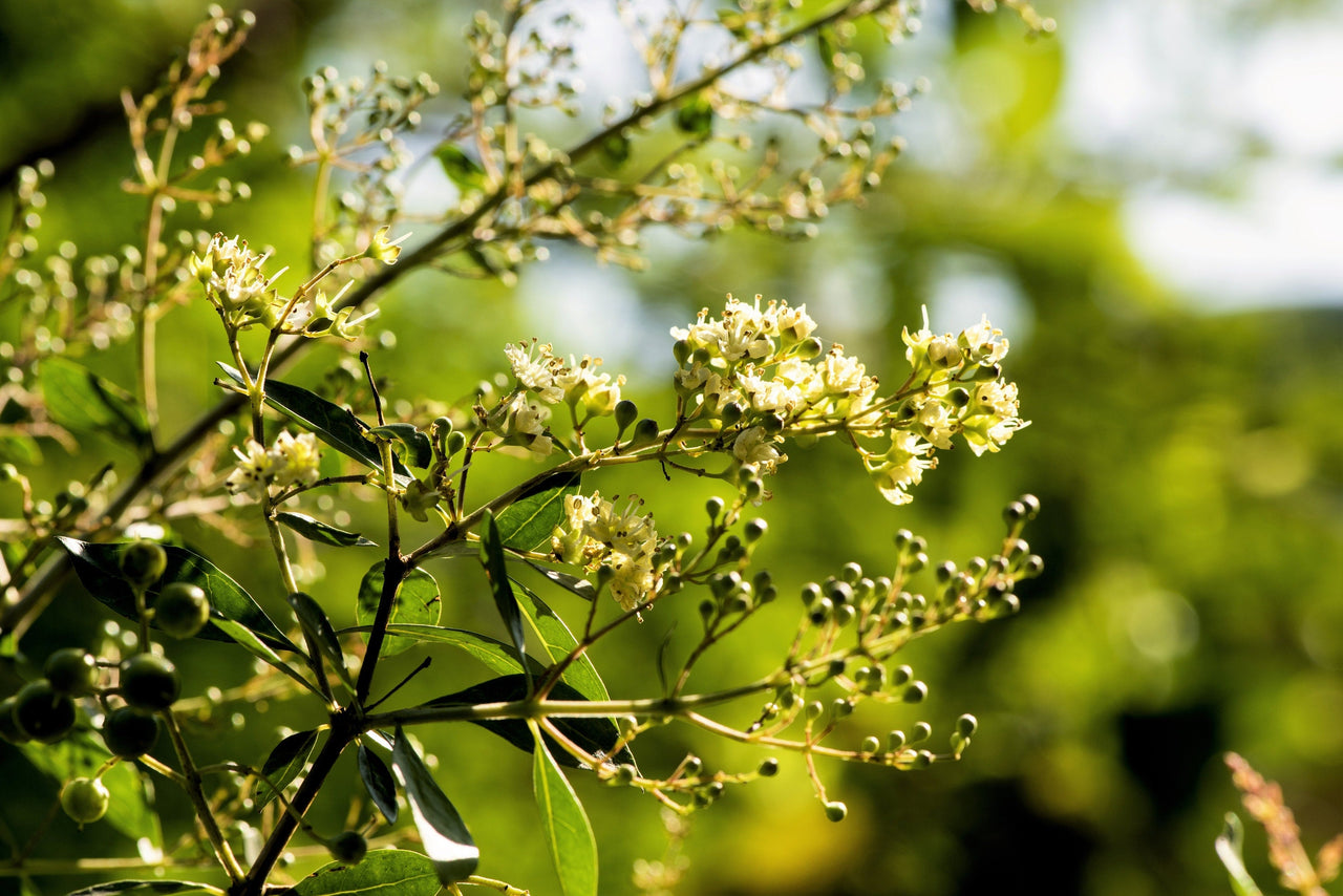 40 WHITE FLOWERING HENNA Tree Lawsonia Inermis var. Alba Dye Plant Tattoo Flower Seeds