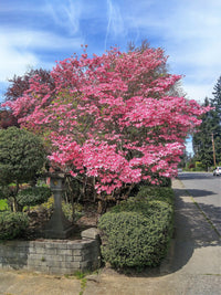 5 PINK FLOWERING DOGWOOD Tree Cornus Florida Rubra Native Ornamental Tree Seeds