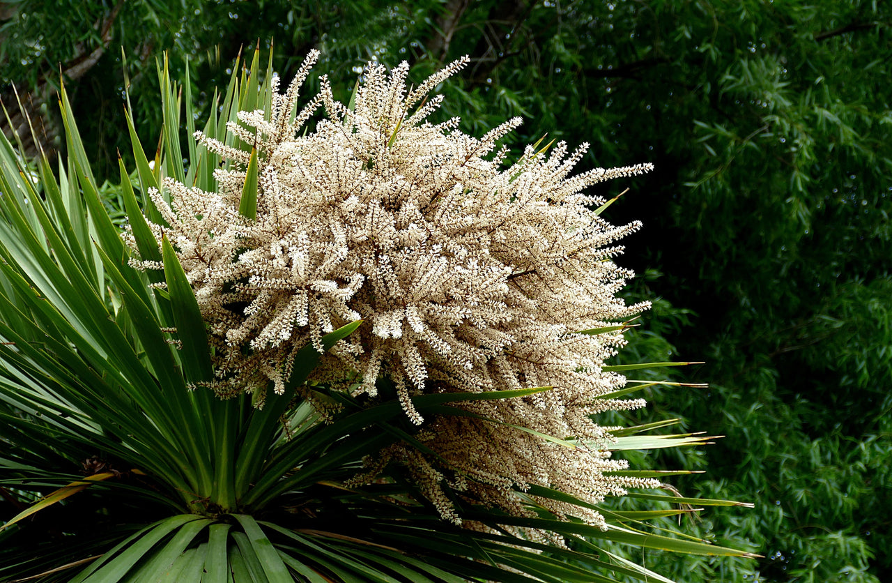 25 BLUE DRACAENA ( Spikes / Broad Leaved Cabbage Tree / Mountain Cabbage ) Cordyline Indivisa Flower Seeds