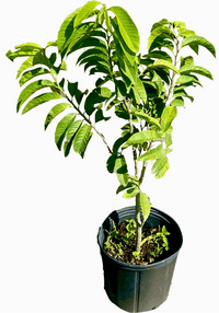 Red Custard Apple, Chirimoya Tree
