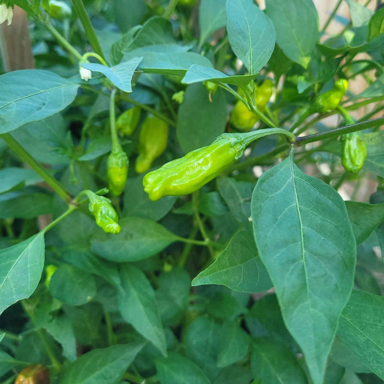 Italian Pepperoncini Seeds - The Pepper Pantry (Formerly Marie Sharp's)