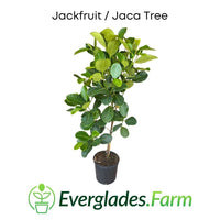 Dang Rasimi Jackfruit Dwarf Tree, from Seedlings