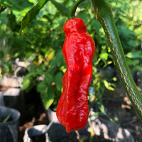 Jalapeno Ghostly - Seeds - The Pepper Pantry (Formerly Marie Sharp's)