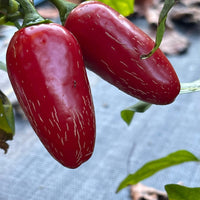 Jalapeno Zapotec - Seeds - The Pepper Pantry (Formerly Marie Sharp's)