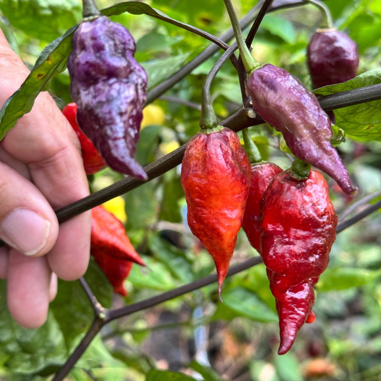 Jay's Pink Black - Seeds - The Pepper Pantry (Formerly Marie Sharp's)