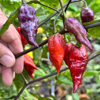 Jay's Pink Black - Seeds - The Pepper Pantry (Formerly Marie Sharp's)
