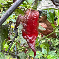 Jay's Pink Black - Seeds - The Pepper Pantry (Formerly Marie Sharp's)