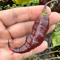 Jay's Pink Black - Seeds - The Pepper Pantry (Formerly Marie Sharp's)
