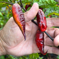 Jay's Pink Black - Seeds - The Pepper Pantry (Formerly Marie Sharp's)