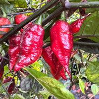 Jay's Pink Black - Seeds - The Pepper Pantry (Formerly Marie Sharp's)
