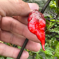 Jay's Pink Black - Seeds - The Pepper Pantry (Formerly Marie Sharp's)