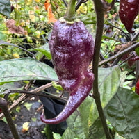 Jay's Pink Black - Seeds - The Pepper Pantry (Formerly Marie Sharp's)